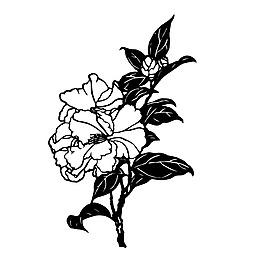 印花矢量圖 成熟優(yōu)雅女裝 植物 花卉 黑白色 免費(fèi)素材