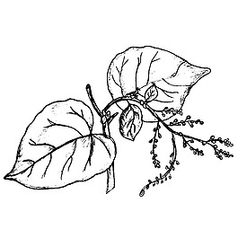 印花矢量圖 成熟優(yōu)雅女裝 優(yōu)雅植物 花卉 免費素材