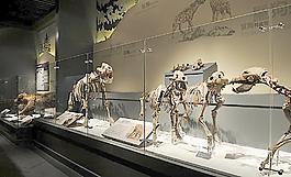 最后鬣狗化石展示圖片