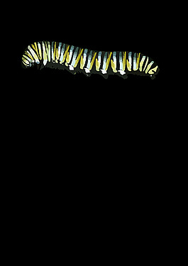 卡特彼勒（D. plexippus）