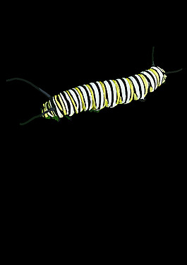 卡特彼勒（D. plexippus）II