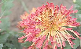 菊花圖片