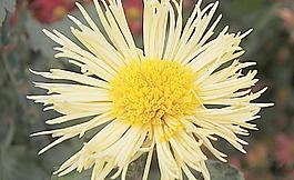 菊花圖片