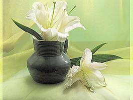 藝術花卉攝影圖片