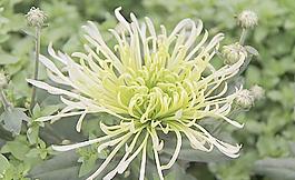菊花圖片