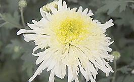 菊花圖片