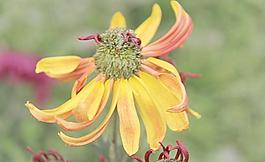 菊花圖片