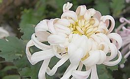 菊花圖片