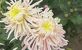 菊花圖片
