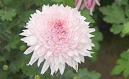 菊花圖片