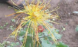 菊花圖片