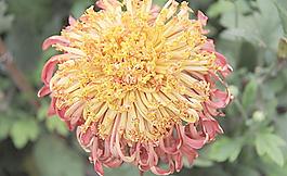 菊花圖片