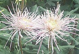 公園菊花展圖片