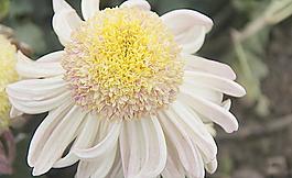 菊花圖片