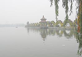 菊花龍圖片