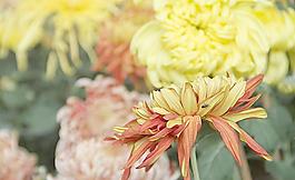 福州菊花展圖片