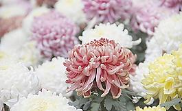 福州菊花展圖片