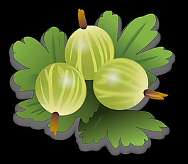 綠色gooseberrys