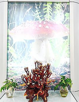 靈芝圖片