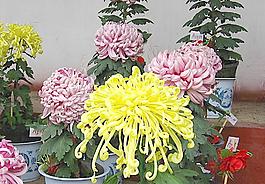 菊花圖片