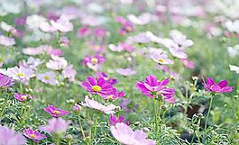 波斯菊?qǐng)D片