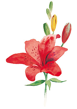 位圖 成熟優(yōu)雅女裝 優(yōu)雅植物 毛衫印花 免費素材