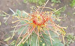 菊花圖片