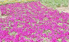 花卉圖片