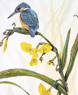 動(dòng)物花鳥(niǎo)西洋畫(huà)(有點(diǎn)模糊)圖片