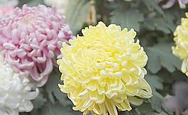 福州菊花展圖片