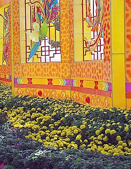 菊花展圖片