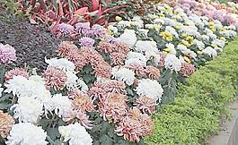 福州菊花展圖片