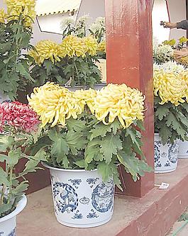 菊花圖片
