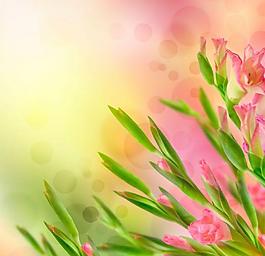 春天的鲜花背景PPT模板