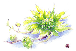 水彩菊花插畫