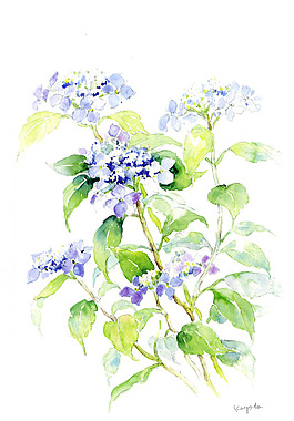 花卉水彩插畫