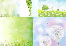 野生花卉植物
