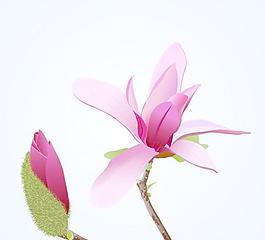 粉紅色的木棉