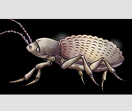 昆蟲AE源文件模板