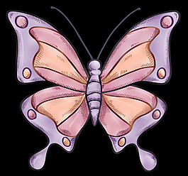 蝴蝶AE源文件模板