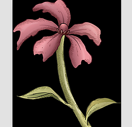 粉色花朵AE源文件模板