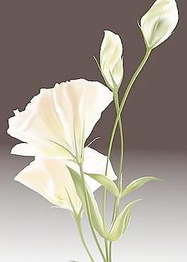 野百合