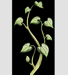 綠樹AE源文件模板