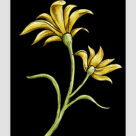 花朵AE源文件模板