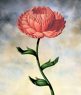 位圖 優(yōu)雅植物 花 色彩 彩色 免費(fèi)素材