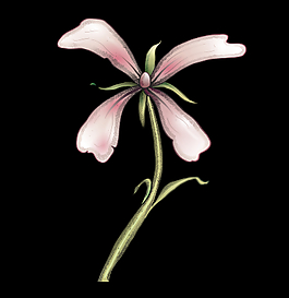 粉色的花AE源文件