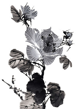 位圖 優(yōu)雅植物花卉 色彩 黑白色 灰色 免費(fèi)素材
