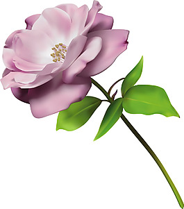 位圖 優(yōu)雅植物 花朵 葉子 色彩 免費(fèi)素材