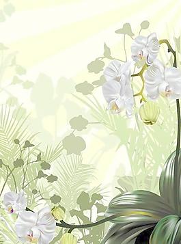 向量的蘭花中插入圖片