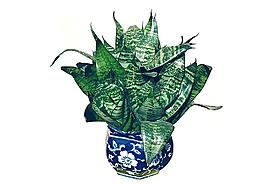 虎耳兰